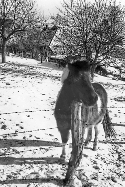 De Pony van Bongers