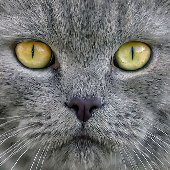 Zoogdieren