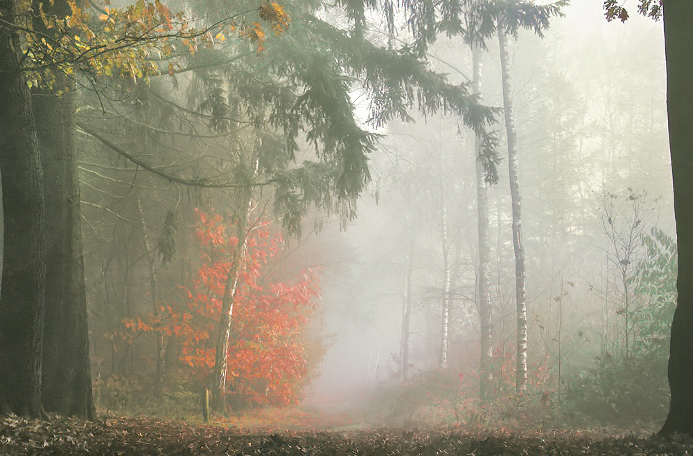 Bos in de mist