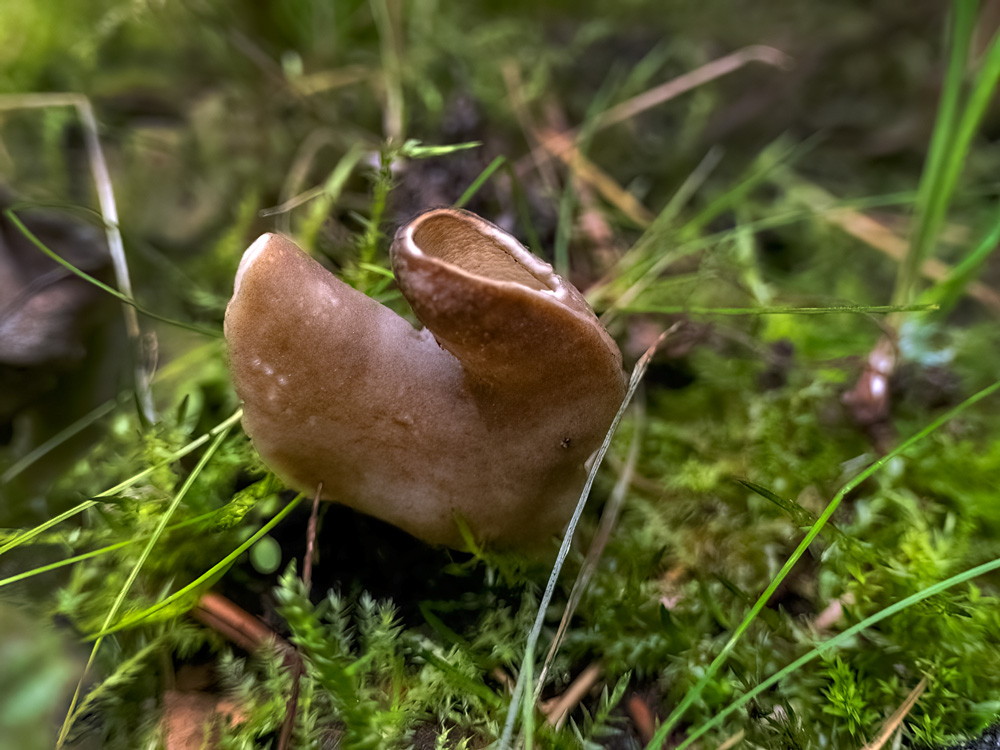 Bruine houtbekerzwam