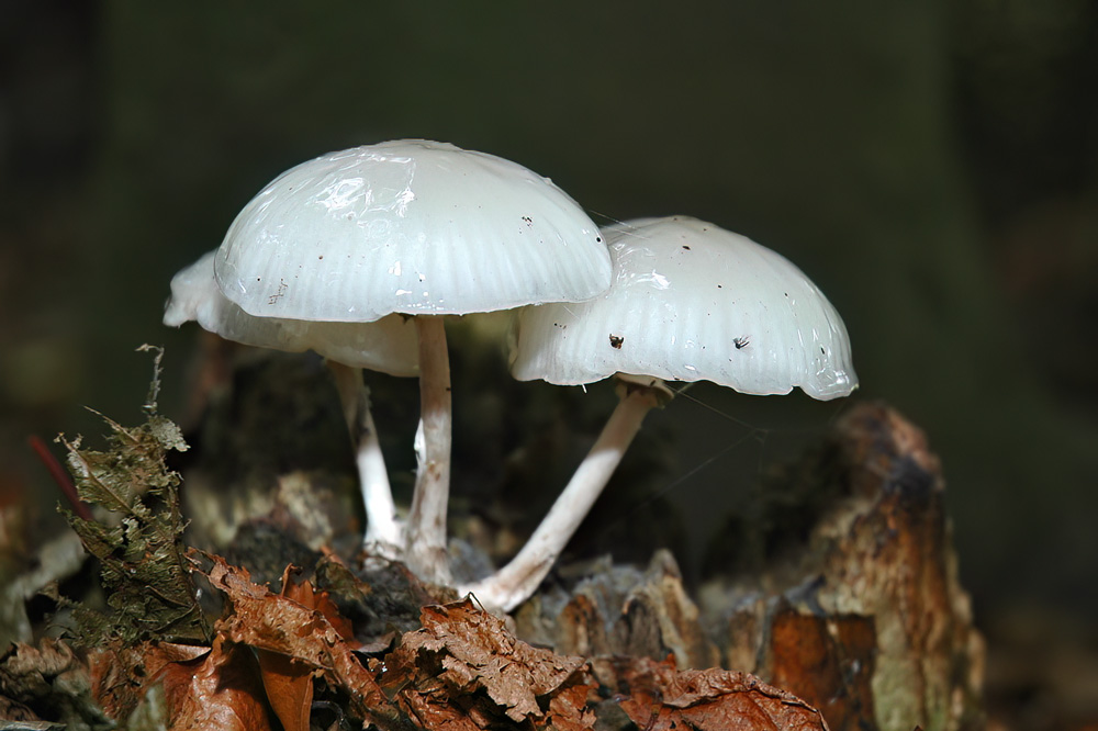 Porseleinzwam
